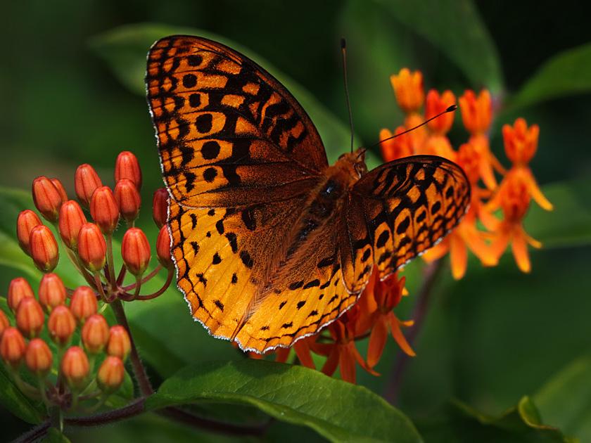 A butterfly on a flower