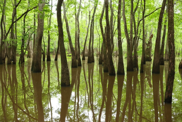 Reflections of twisting tupelo trees in calm water below a green canopy.