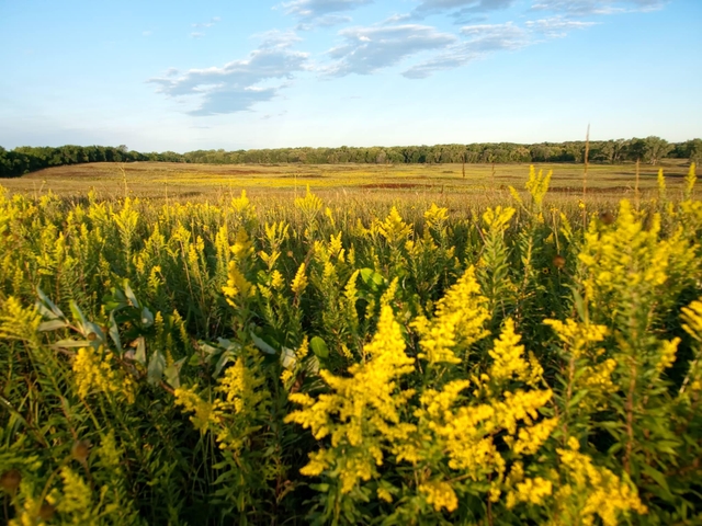 The tallgrass prairie is yellow with goldenrod in full bloom.