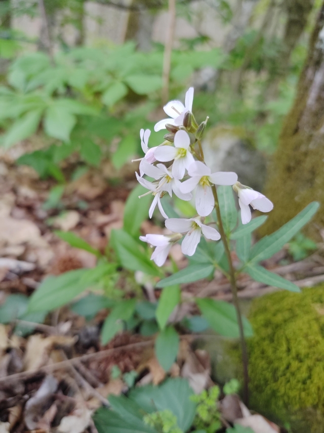 early spring native flowers