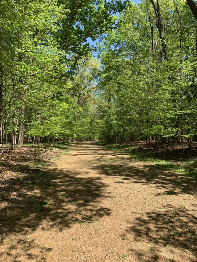 A gravel path winds through a forest