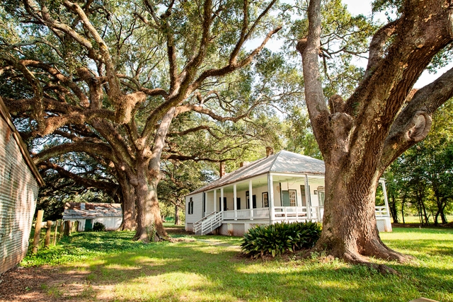 A raised Creole cottage surrounded by oak trees.