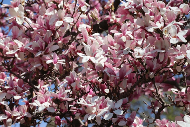 Pink and white magnolia flowers blooming on a tree.