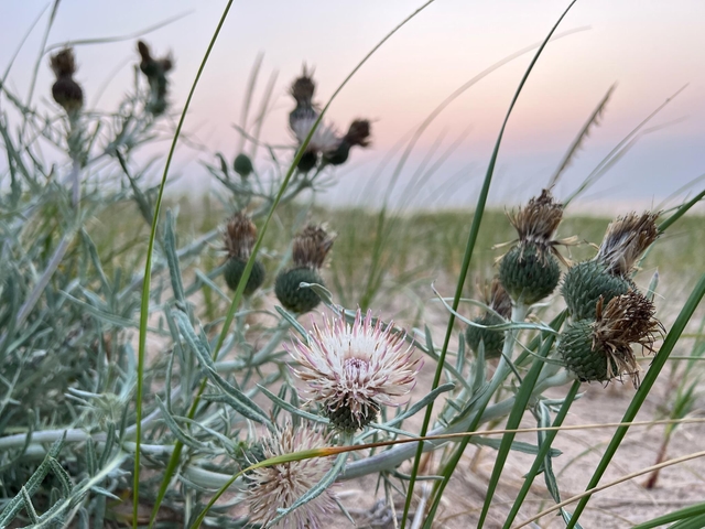 A pale pinkish thistle on sand dunes at sunset.
