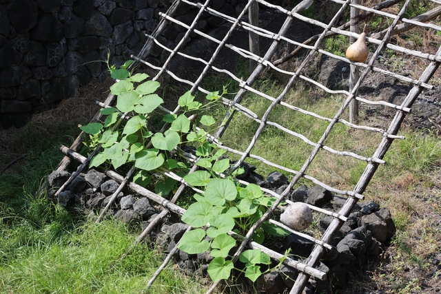 Traditional Hawaiian garden