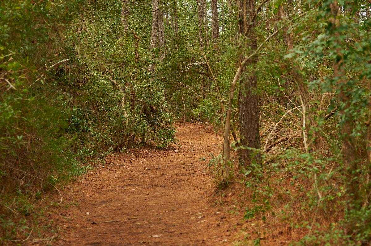A trail through a forested area with pine straw covering the trail