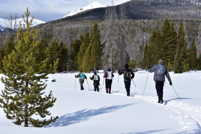 Four park visitors are skiing across a meadow with a park ranger