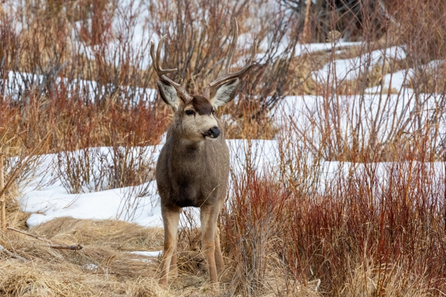 A mule deer buck with a little snow in a meadow in winter
