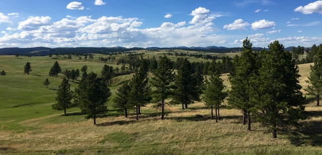 View of Wind Cave National Park from a ridge with scattered ponderosa pine trees and open grassland.