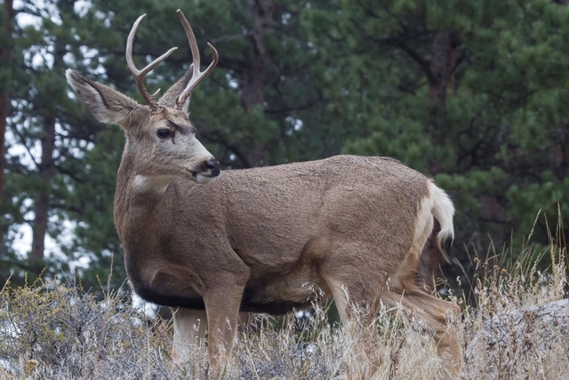 A Mule deer buck in November