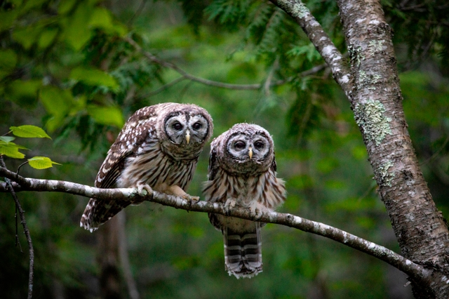 Two small owls with giant eyes are perched next to each other on a tree branch in a dense forest.